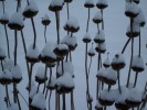 neige_phlomis_I0825.JPG