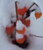 neige_physalis_I0818.JPG