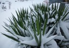 neige_yucca_I0816.JPG