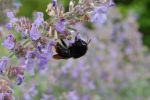 nepeta_bourdon_185.jpg