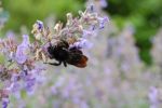 nepeta_bourdon_188.jpg
