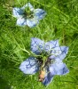 Nom du fichier=nigelle_damas_798.JPG
Taille du fichier=163Ko
Dimensions : 621x699
Ajouté le : 19 Juin 2013 nigelle_damas_798.JPG