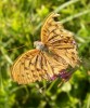 Nom du fichier=nymphalidae_3265.JPG
Taille du fichier=98Ko
Dimensions : 581x700
Ajouté le : 12 Août 2009 nymphalidae_3265.JPG