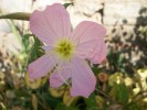 oenothera_speciosa_2754.JPG