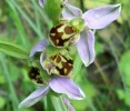 ophrys_abeille_I0470.JPG