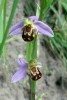 ophrys_abeille_I0473.JPG