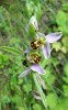 ophrys_abeille_I0475.JPG