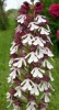 orchis_I0245.JPG