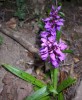 orchis_mascula_I0955.JPG
