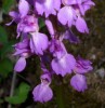 orchis_mascula_l_I0959.JPG