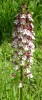 orchis_pourpré_0234.JPG