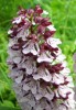 orchis_pourpré_0330.JPG