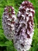 Nom du fichier=orchis_pourpré_I0329.JPG
Taille du fichier=154Ko
Dimensions : 527x699
Ajouté le : 31 Mai 2010 orchis_pourpré_I0329.JPG