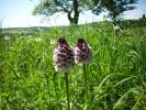 orchis_pourpré_I1017.JPG