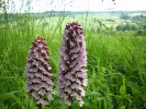 orchis_pourprés_0341.JPG