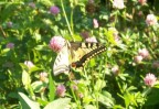 papilio_machaon2953.JPG