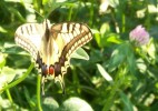 papilio_machaon_2955.JPG