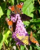Nom du fichier=papillons_buddleia_I0740.JPG
Taille du fichier=151Ko
Dimensions : 562x699
Ajouté le : 21 Septembre 2010 papillons_buddleia_I0740.JPG
