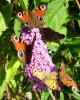 papillons_buddleia_I0740.JPG