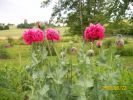 pavots_roses_943.JPG