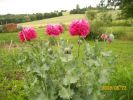 pavots_roses_944.JPG