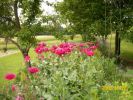 pavots_roses_946.JPG