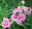 Nom du fichier=penstemon_DSCI2907.JPG
Taille du fichier=158Ko
Dimensions : 700x621
Ajouté le : 03 Septembre 2013 penstemon_DSCI2907.JPG