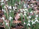Nom du fichier=perce-neige_1787.JPG
Taille du fichier=88Ko
Dimensions : 510x382
Ajouté le : 09 Février 2009 perce-neige_1787.JPG