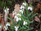 Nom du fichier=perce-neige_1793.JPG
Taille du fichier=73Ko
Dimensions : 498x373
Ajouté le : 09 Février 2009 perce-neige_1793.JPG