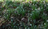 perce-neige_37.JPG