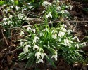 perce-neige_DSCI3997.JPG