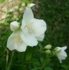 philadelphus_I3530.JPG