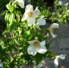 philadelphus_b_etoile_I3622.JPG