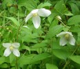 philadelphus_silberregen__I3674.JPG