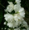 philadelphus_snowbell_I3655.JPG