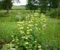 phlomis_35.JPG