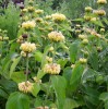 phlomis_I0441.JPG