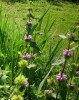 phlomis_tuberosa_073.JPG