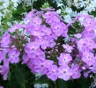 phlox_DSCI3879.JPG