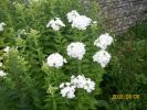 phlox_blanc_1257.JPG