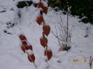 physalis1587.JPG