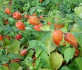 physalis_I0799.JPG