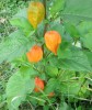 physalis_I3939.JPG