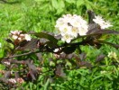 Nom du fichier=physocarpus_diabolo_094.JPG
Taille du fichier=113Ko
Dimensions : 700x527
Ajouté le : 01 Juin 2012 physocarpus_diabolo_094.JPG