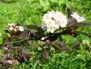 physocarpus_diabolo_094.JPG