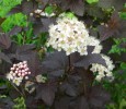 Nom du fichier=physocarpus_opulufolius_diabolo__843~0.JPG
Taille du fichier=138Ko
Dimensions : 700x608
Ajouté le : 22 Juin 2013 physocarpus_opulufolius_diabolo__843~0.JPG
