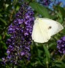 Nom du fichier=pieris_I0016.JPG
Taille du fichier=175Ko
Dimensions : 561x583
Ajouté le : 08 Septembre 2009 pieris_I0016.JPG
