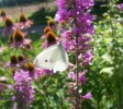 Nom du fichier=pieris_rapae_3272.JPG
Taille du fichier=129Ko
Dimensions : 786x700
Ajouté le : 15 Août 2009 pieris_rapae_3272.JPG