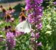 pieris_rapae_3272.JPG