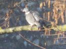Nom du fichier=pigeon_ramier_1844.JPG
Taille du fichier=45Ko
Dimensions : 508x381
Ajouté le : 05 Mars 2009 pigeon_ramier_1844.JPG